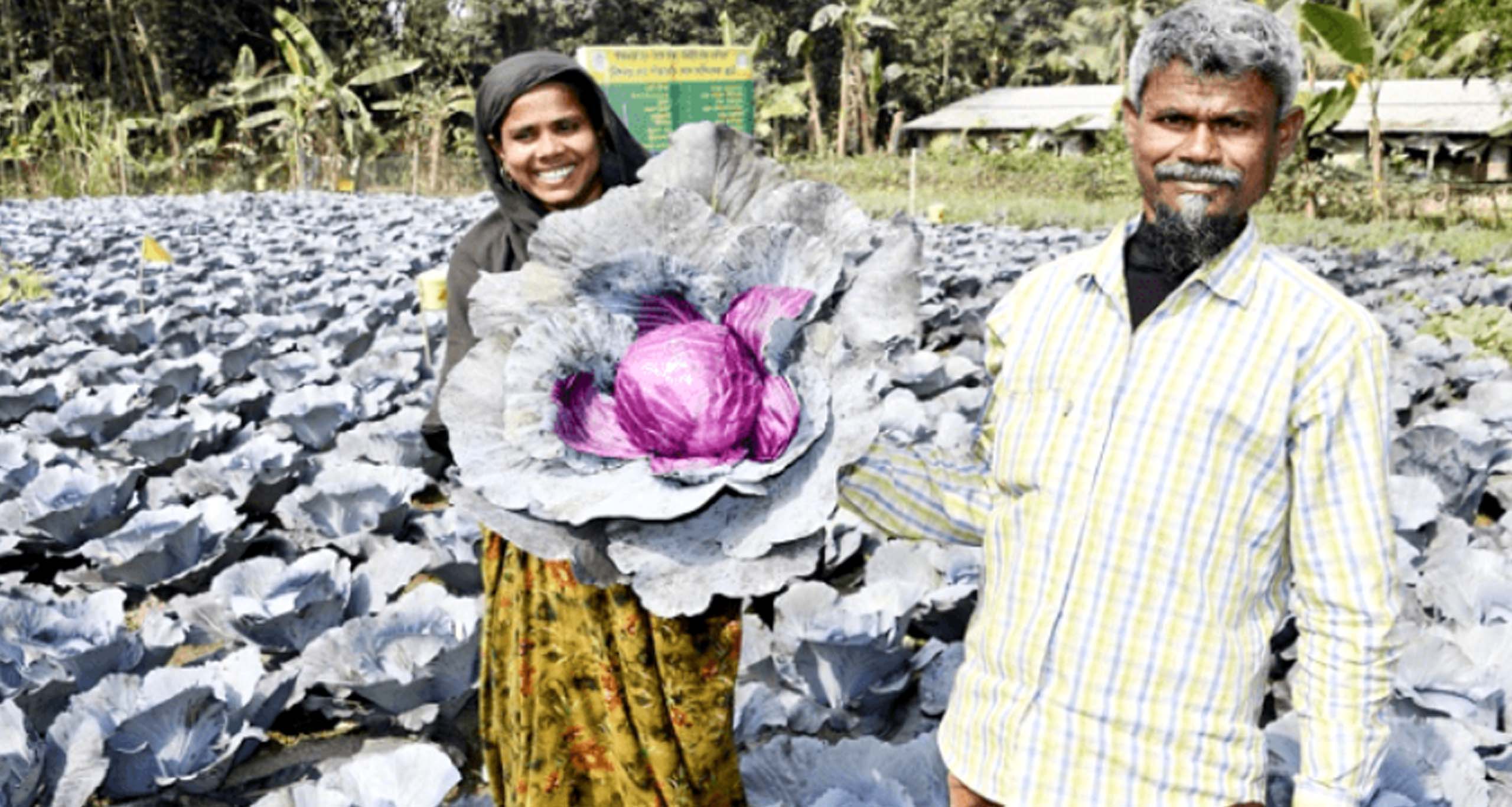 বাধাকপি