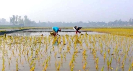 বোরো চাষ