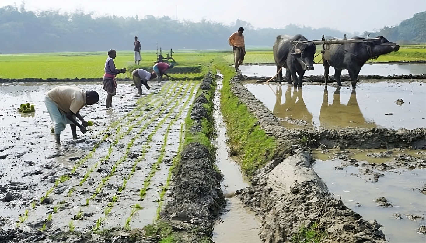 মহিষের হাল