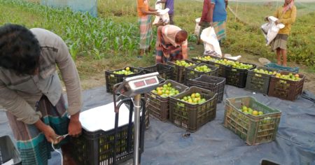 লাভবান টমেটো চাষিরা