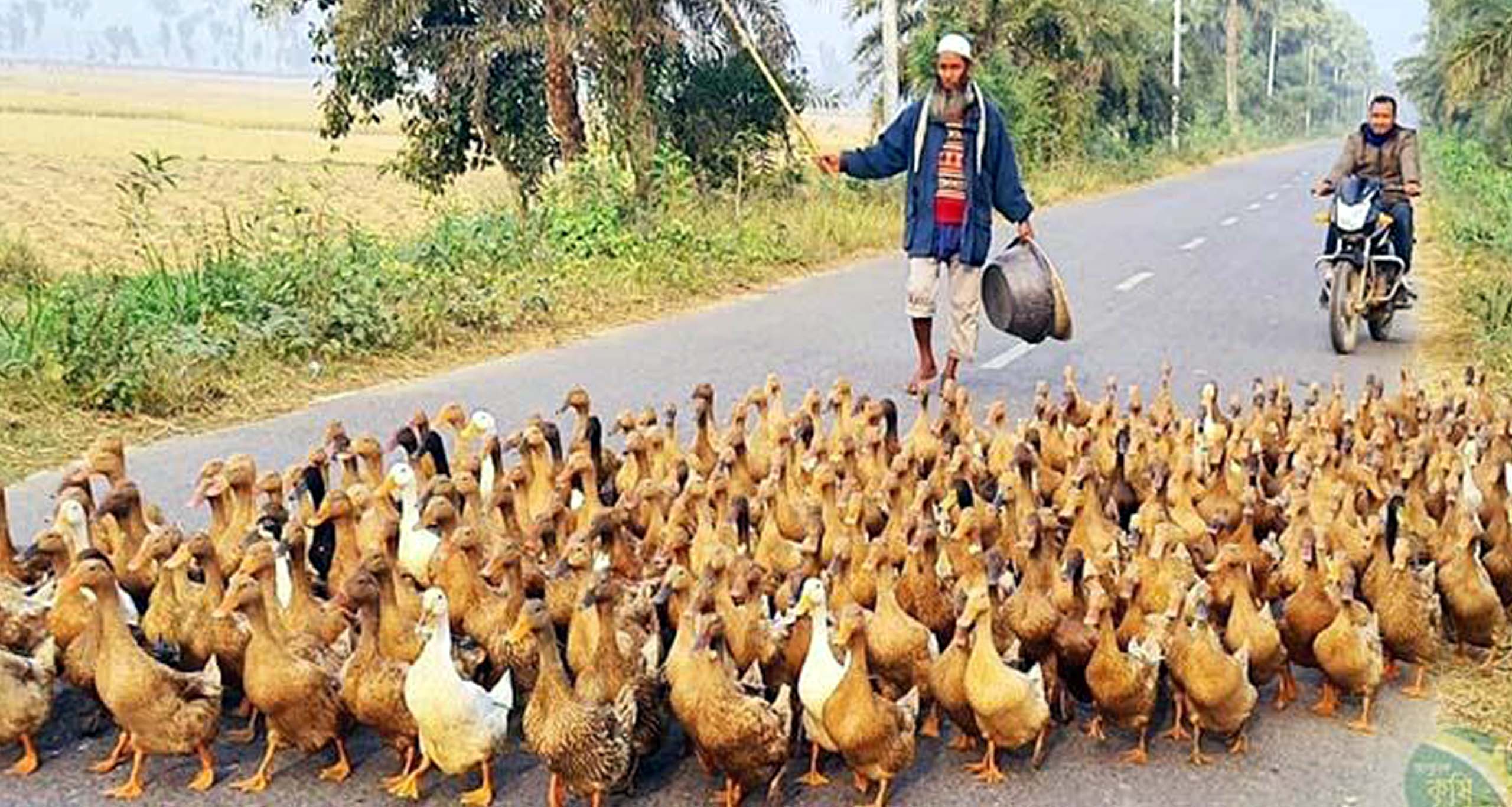 হাঁস পালনে