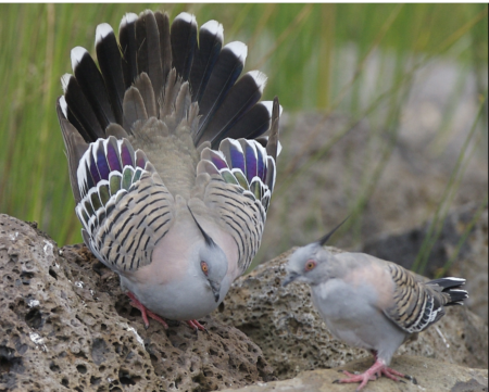 Crested Pigeon