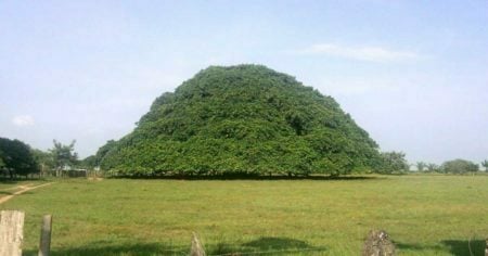 Tree of Guacar