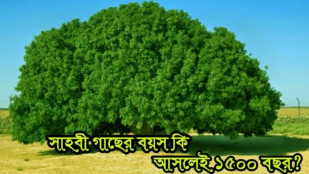 সাহাবী গাছ Sahabi Tree : মুহম্মদ (সা.) এর সময়ের গাছের অলৌকিক অজানা কাহিনী