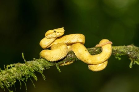 Eyelash Viper