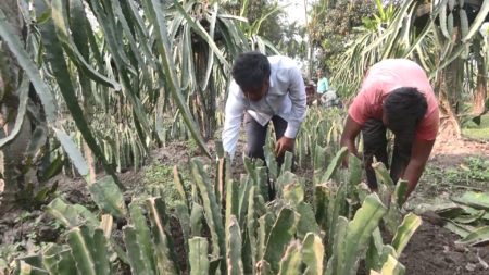 পয়োবর্জ্য থেকে জৈব সার