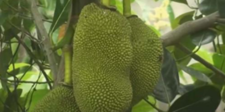 Vietnamese jackfruit