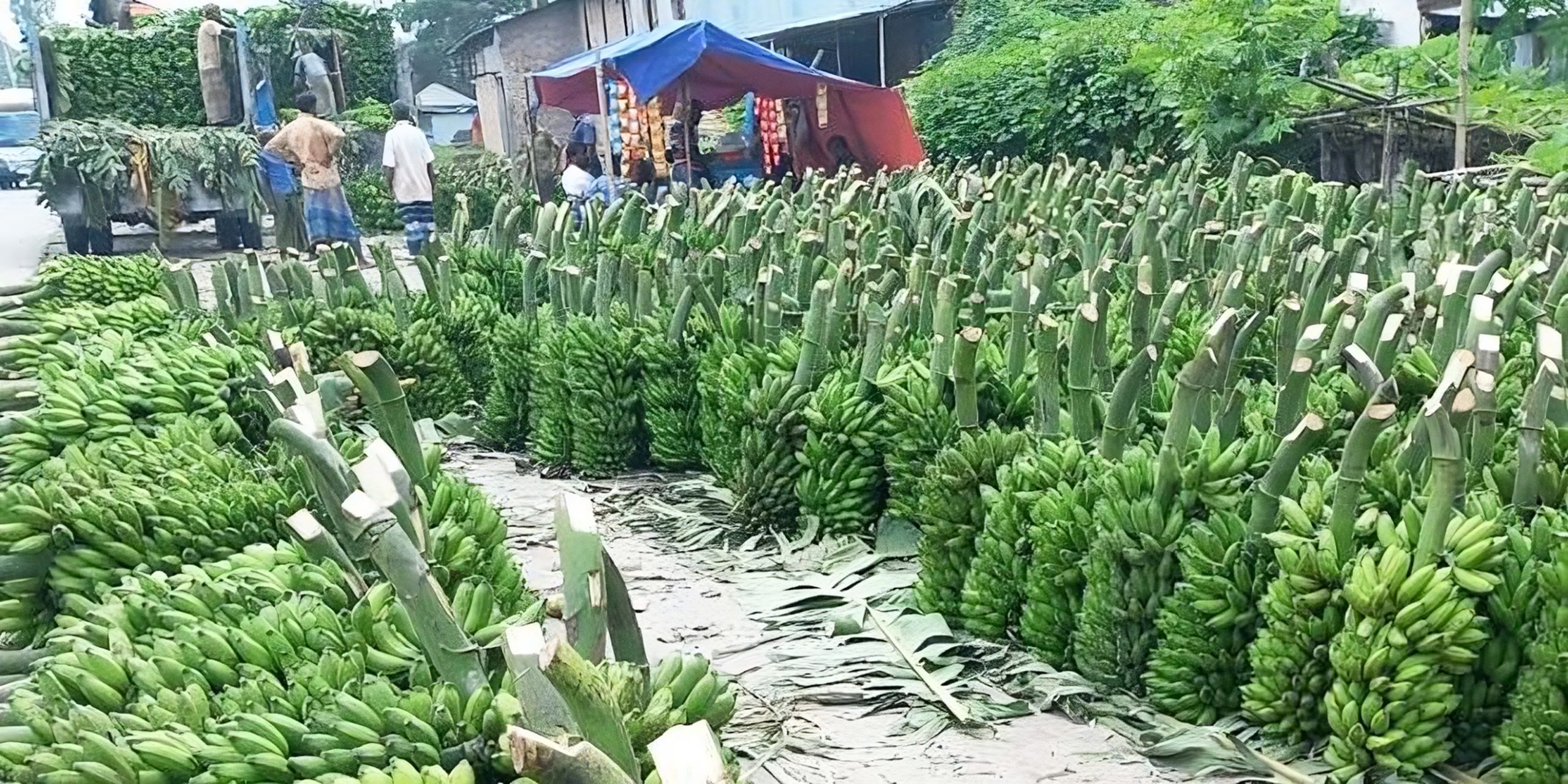 কলা চাষ করে ভাগ্য বদল