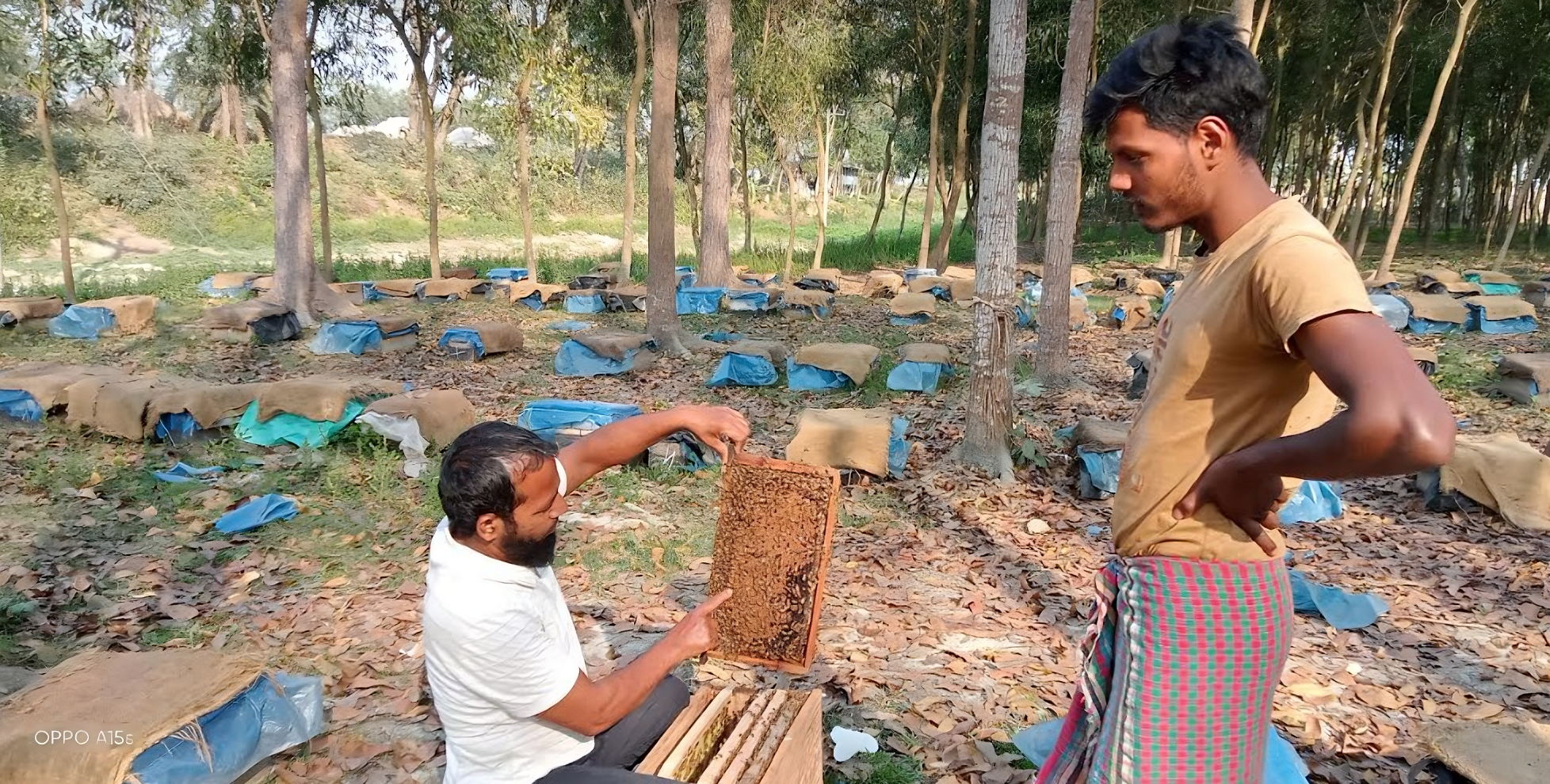 খাঁচায় মধু চাষ