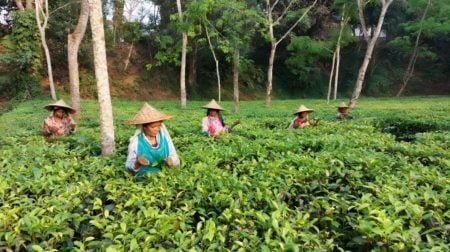 চা বাগান