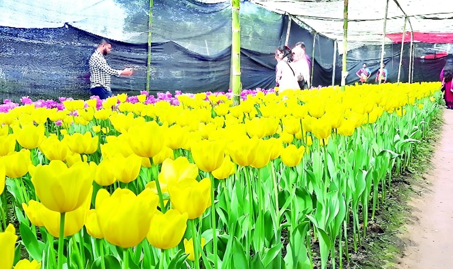 টিউলিপ ফুল