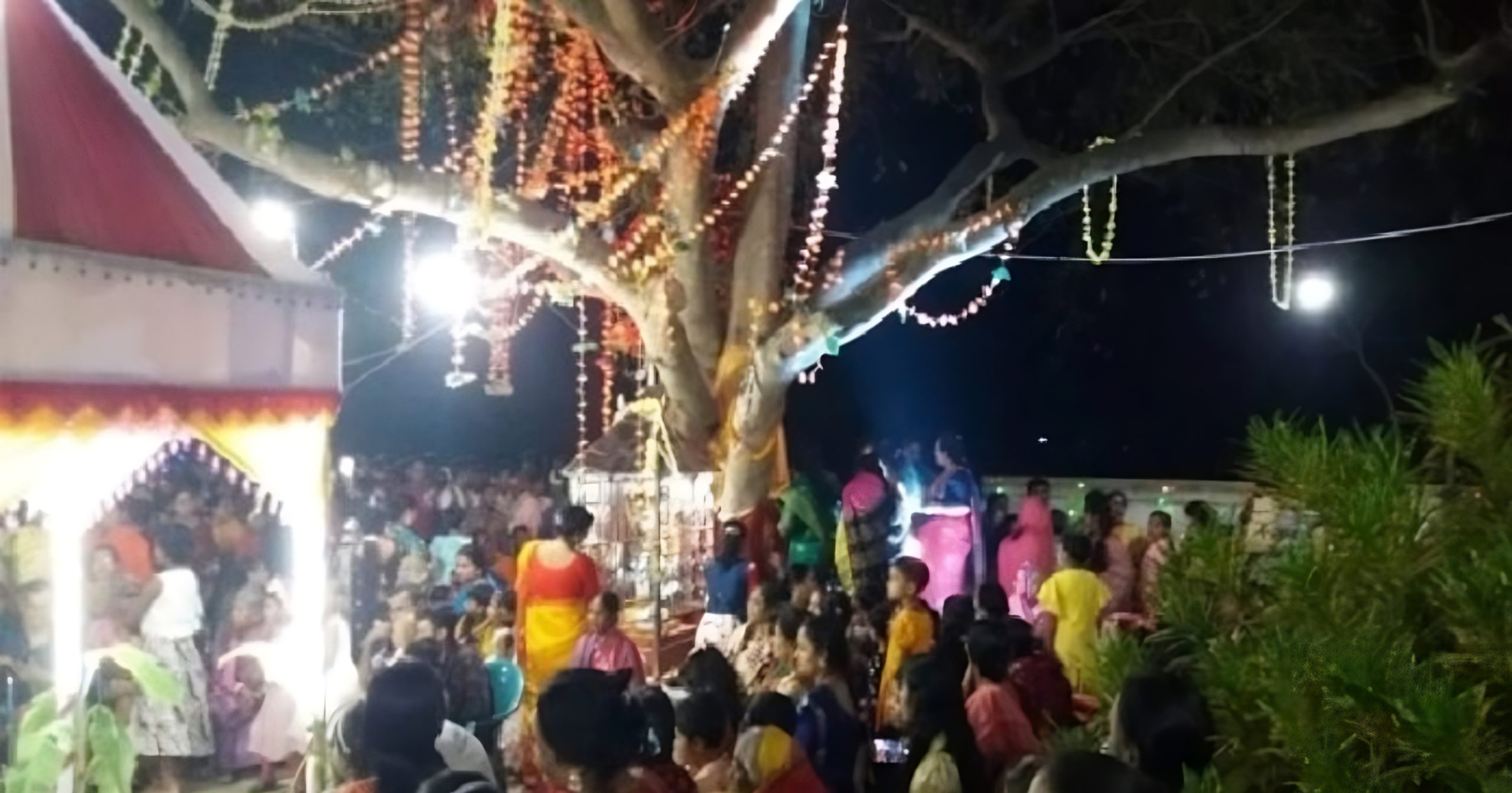 দুই গাছের বিয়ে