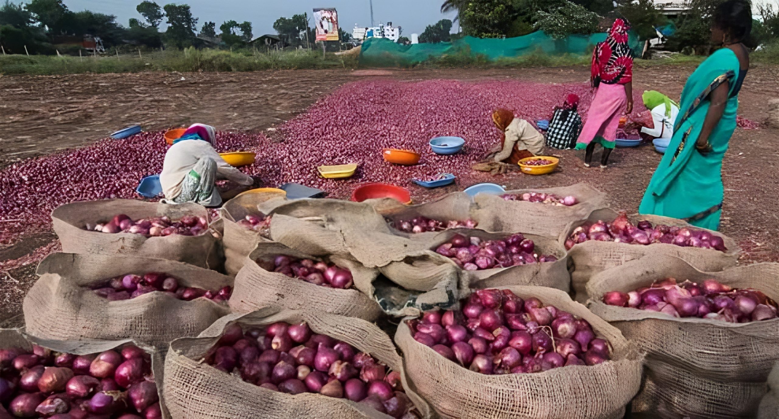 পেঁয়াজ নিয়ে বিপাকে কৃষকরা