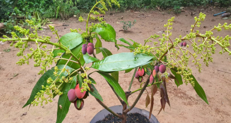 প্লাস্টিকের টবে আম চাষ