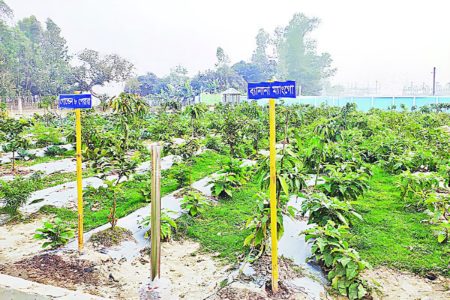 বিদেশি ফলবাগান