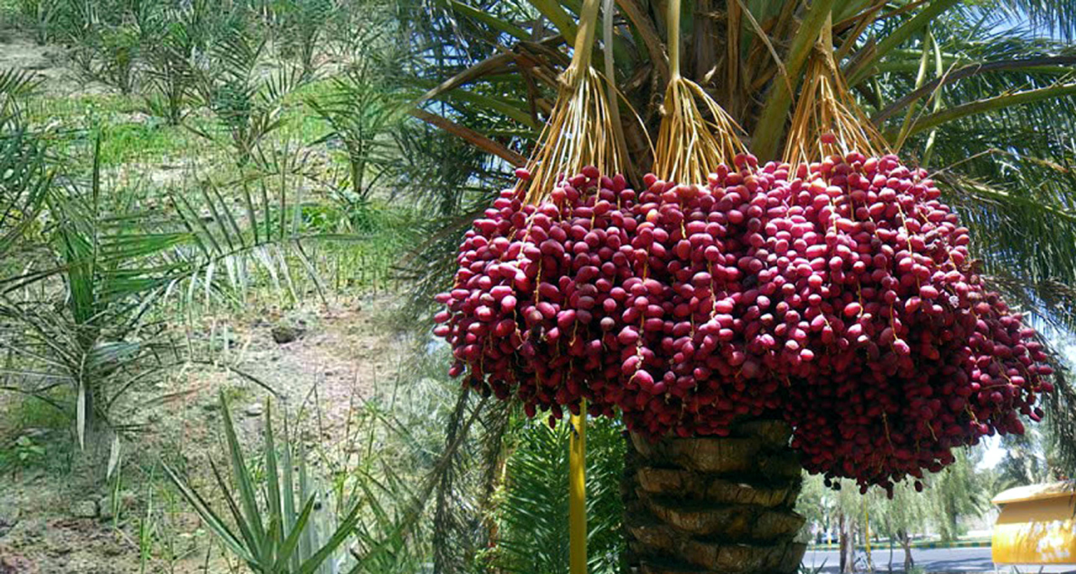 মরুভূমির খেজুর