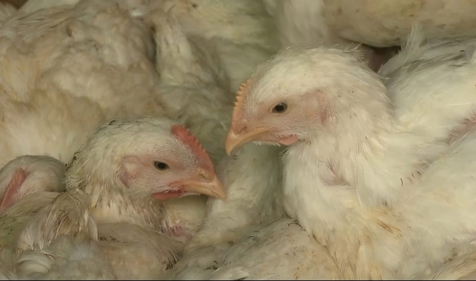 মুরগি না খাওয়ার পরামর্শ