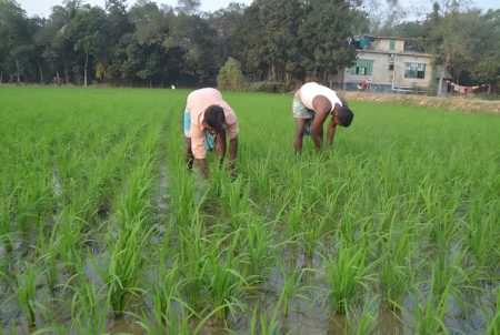 মেশিনে লাগানো ধান