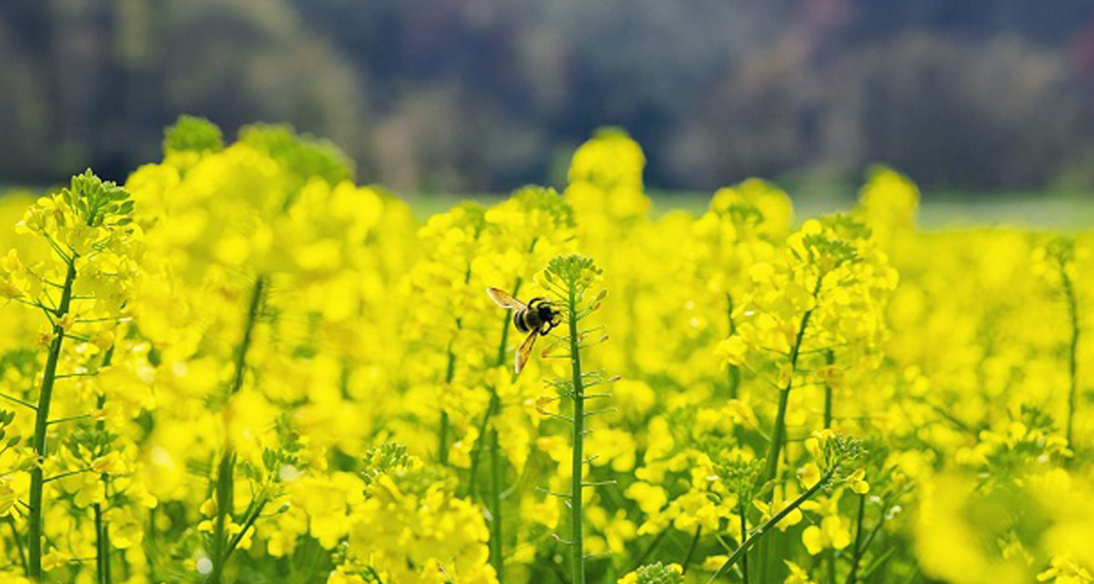 সরিষার বাম্পার