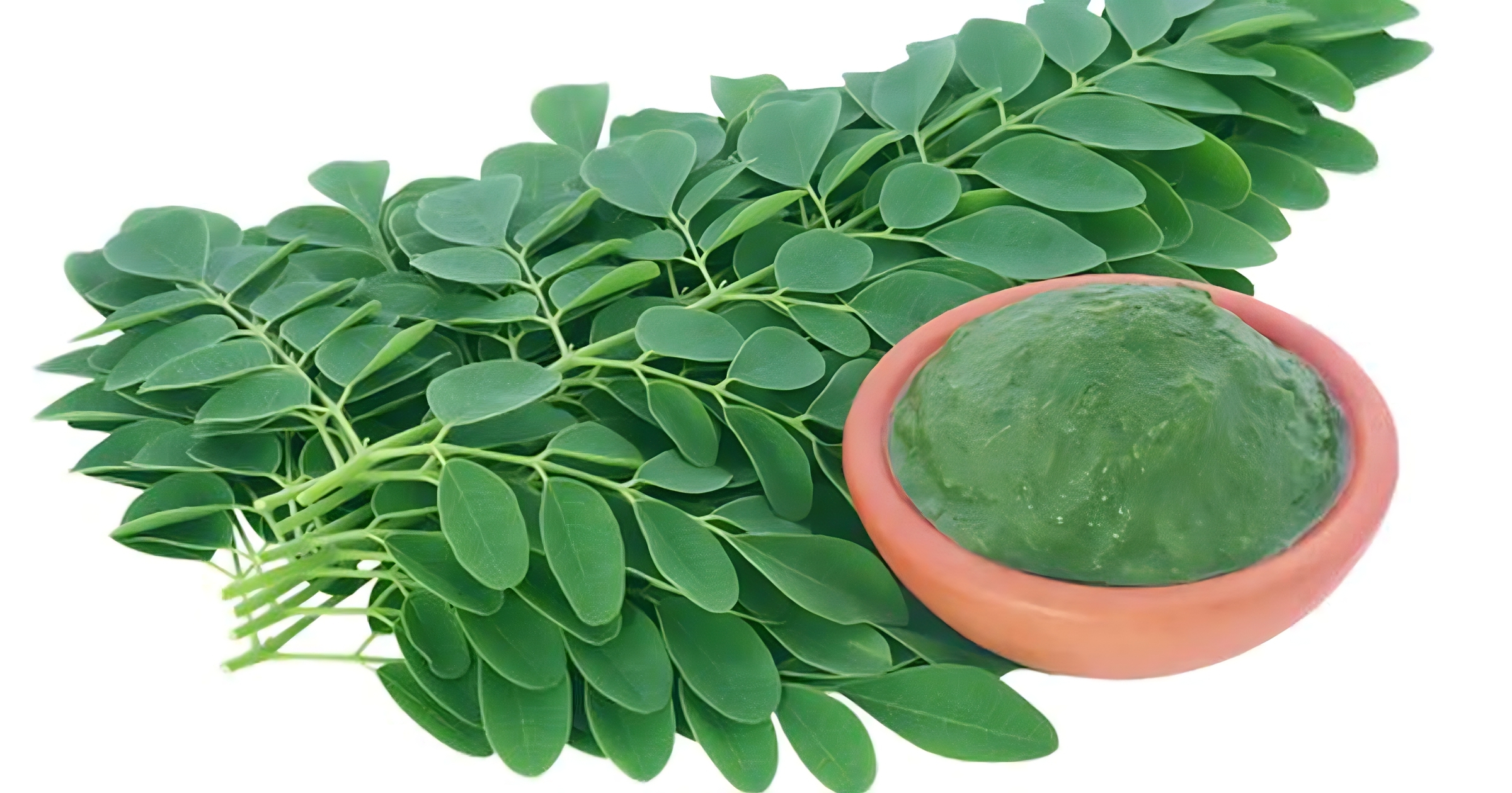 Moringa-leaves