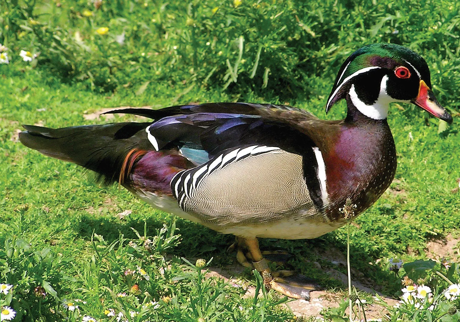 North American Wood Duck