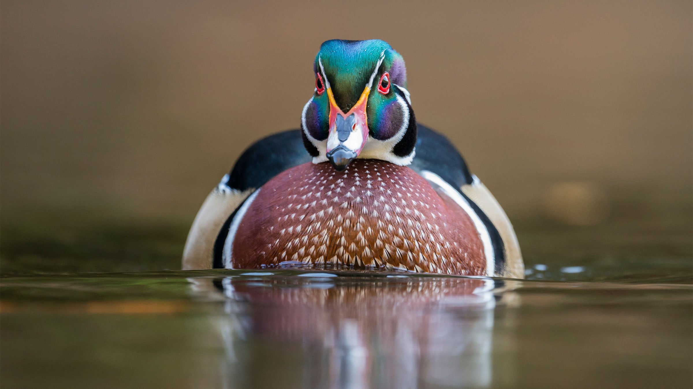 North American Wood Duck