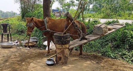 খাঁটি সরিষা তেল