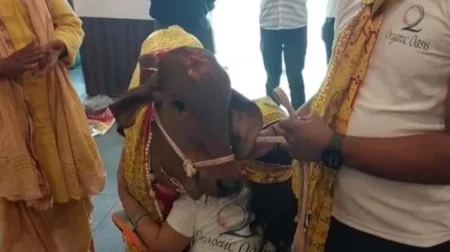 রেস্টুরেন্ট উদ্বোধন করলো গরু