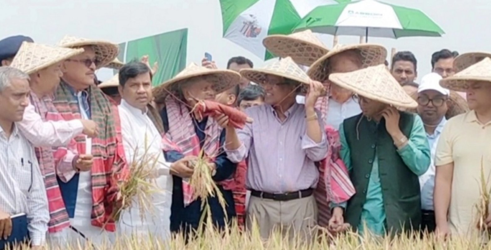 বোরো ধান কাটা