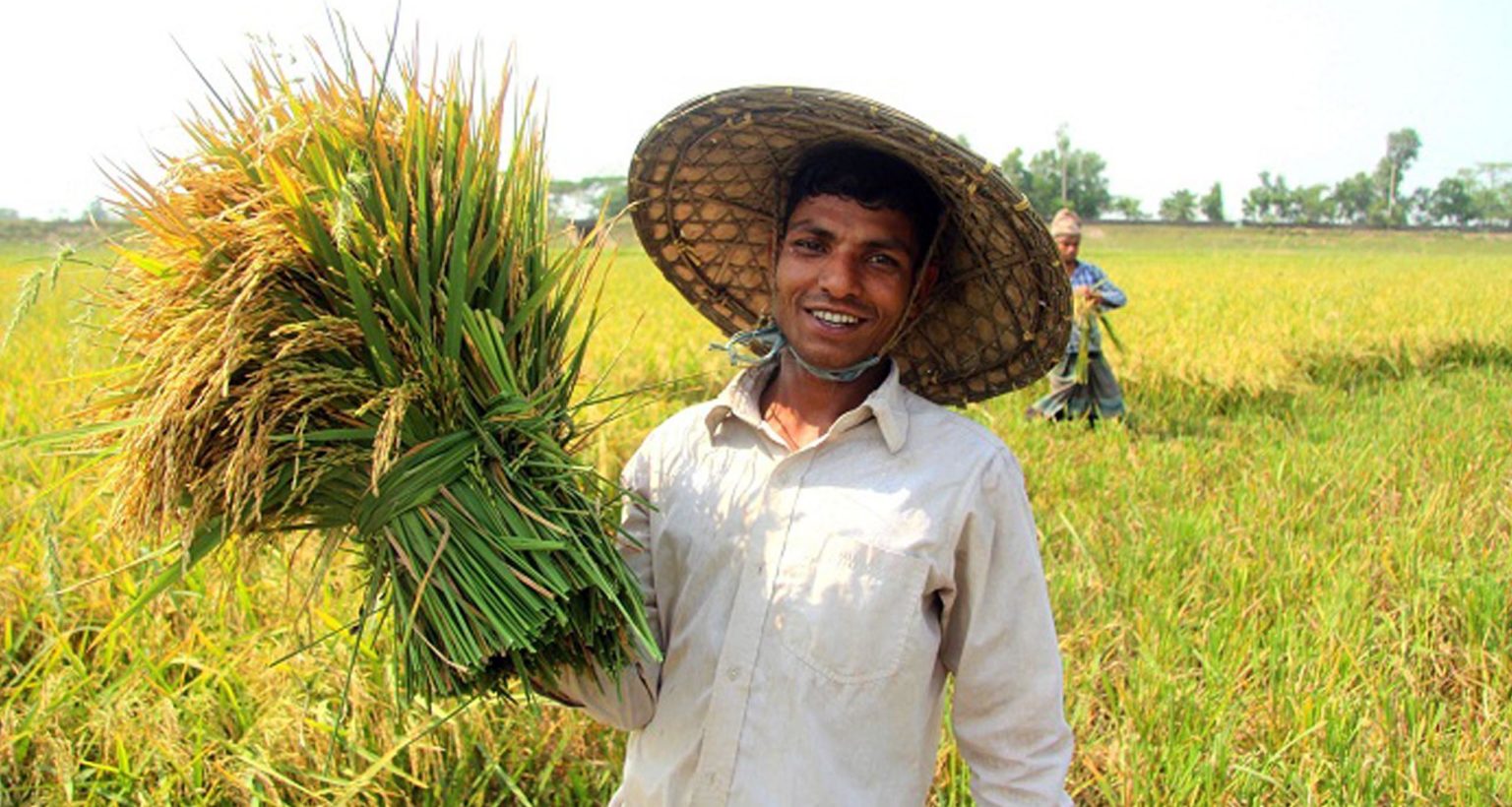 ধান কাটা