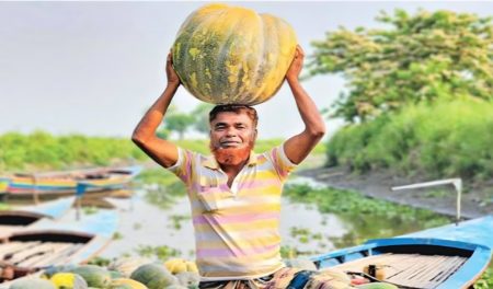 মিষ্টি কুমড়া চাষে সফলতা