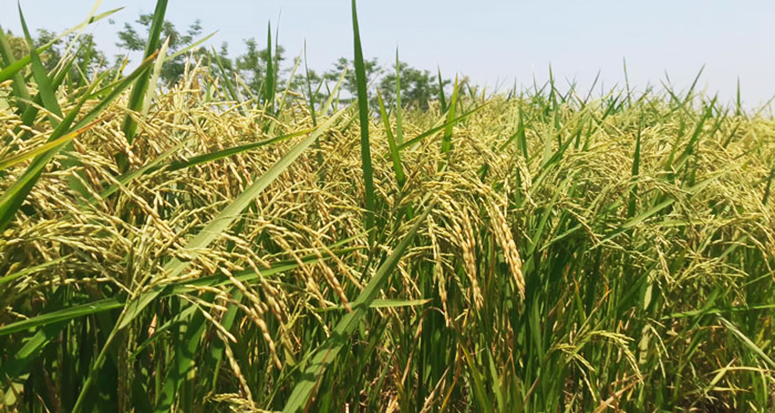 সোনালি ধানে