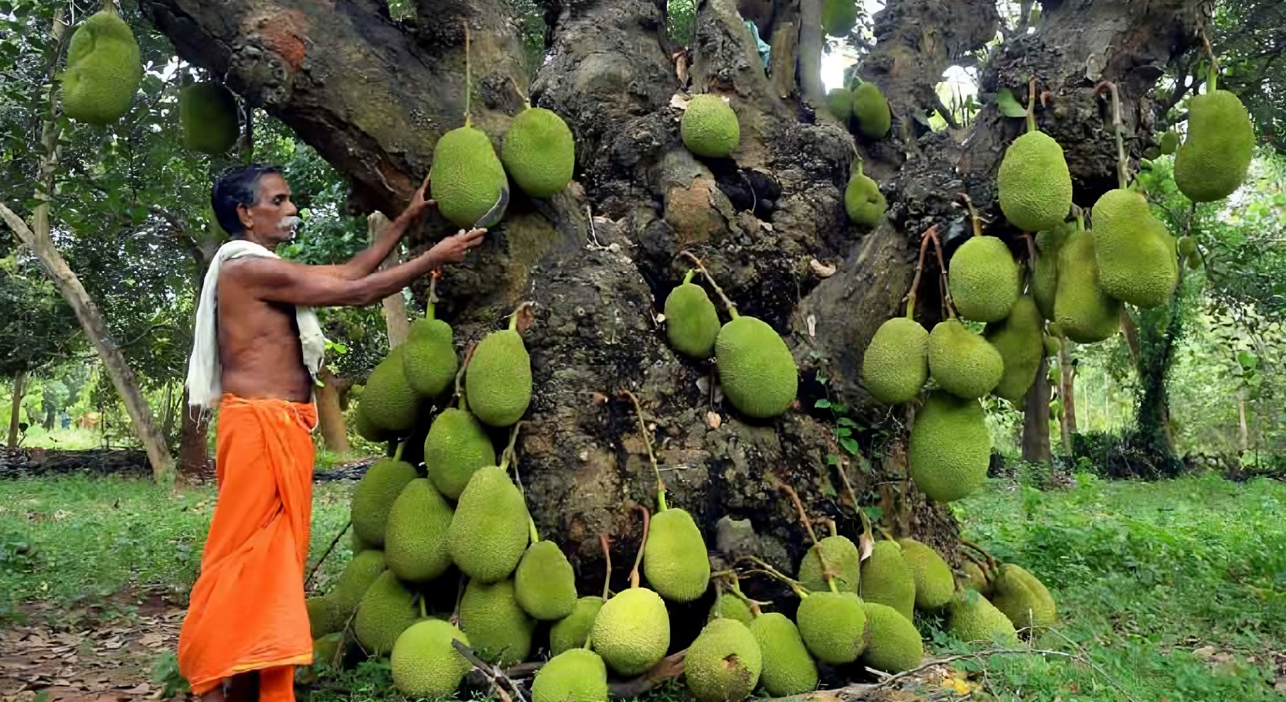 ২০০ বছরের পুরনো কাঁঠাল গাছ