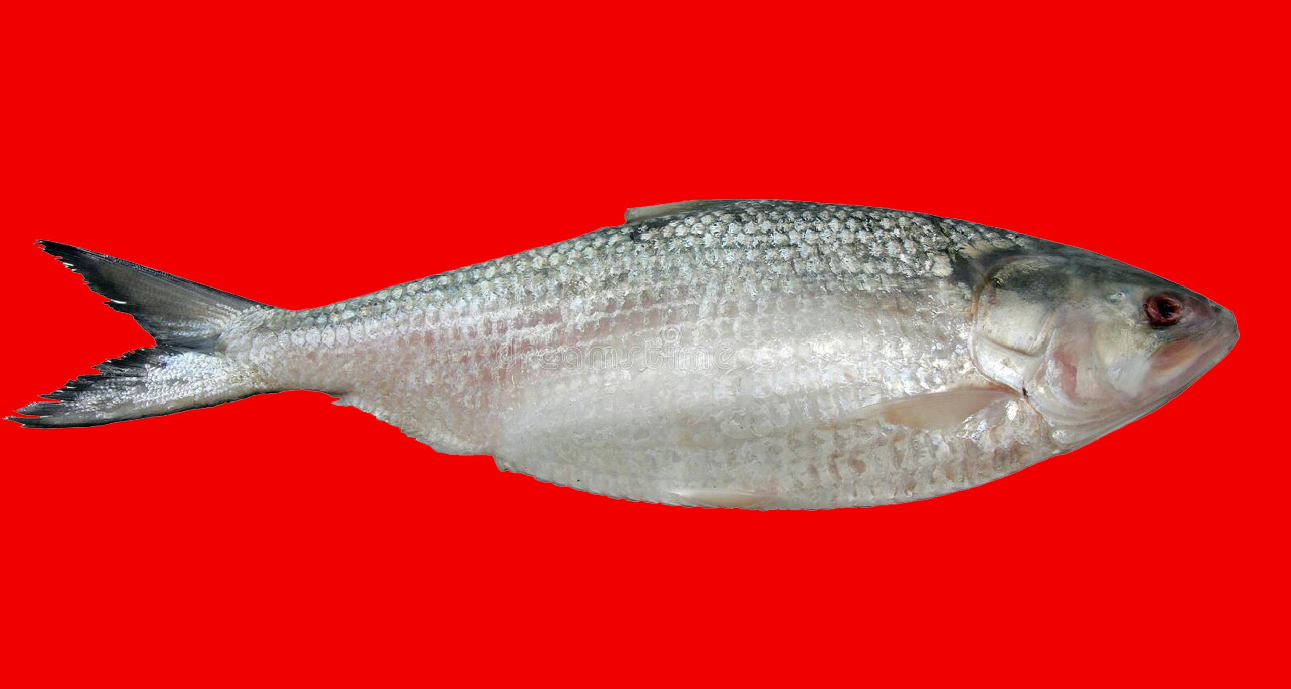 Ilish Fish