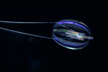 comb jelly