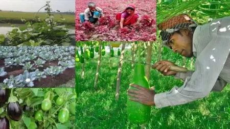 যে পাঁচটি গ্রামে বছরে ১০০ কোটি টাকার সবজি উৎপাদন হয়