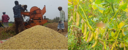 লক্ষ্মীপুরে এবার ৫০০ কোটি টাকার সয়াবিন উৎপাদন