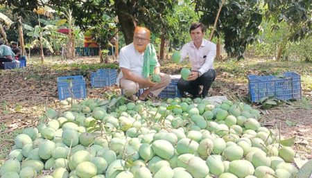 ঝিনাইদহের গোবিন্দভোগ আম যাচ্ছে ইংল্যান্ডে