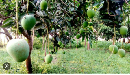 পাবনায় আম চাষিদের মুখে হাসি, ৩৫০ কোটি টাকা আয়ের প্রত্যাশা