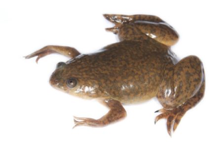 Xenopus laevis