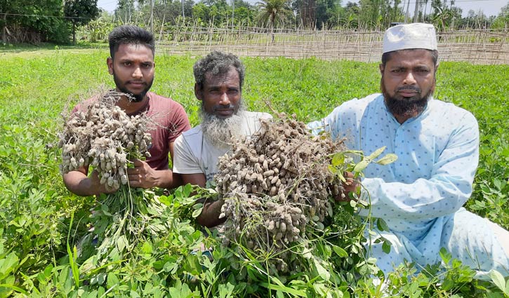 চীনা বাদাম