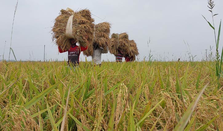 ধান কাটায় ব্যস্ত কৃষক