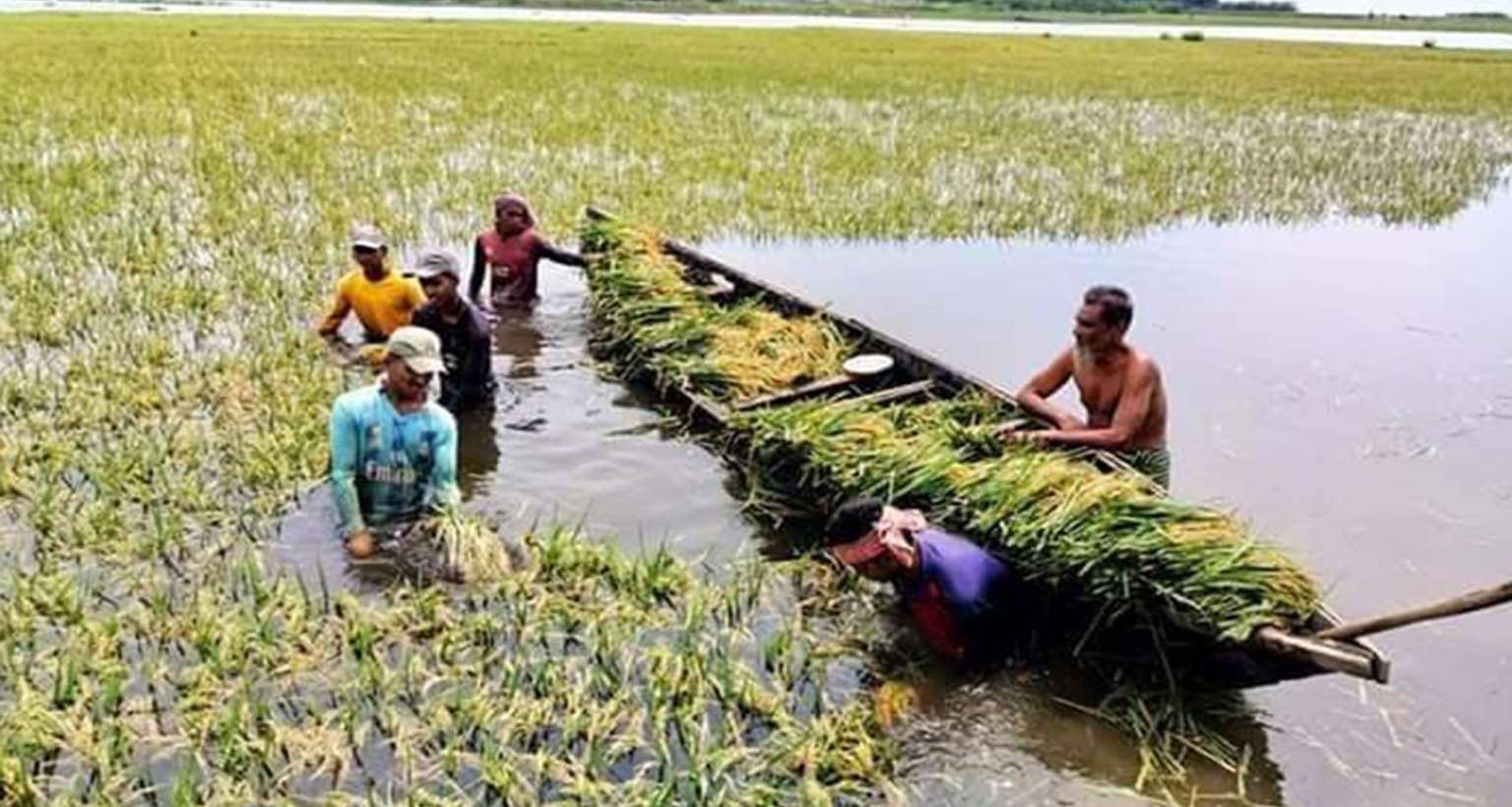 পানিতে জমির ধান