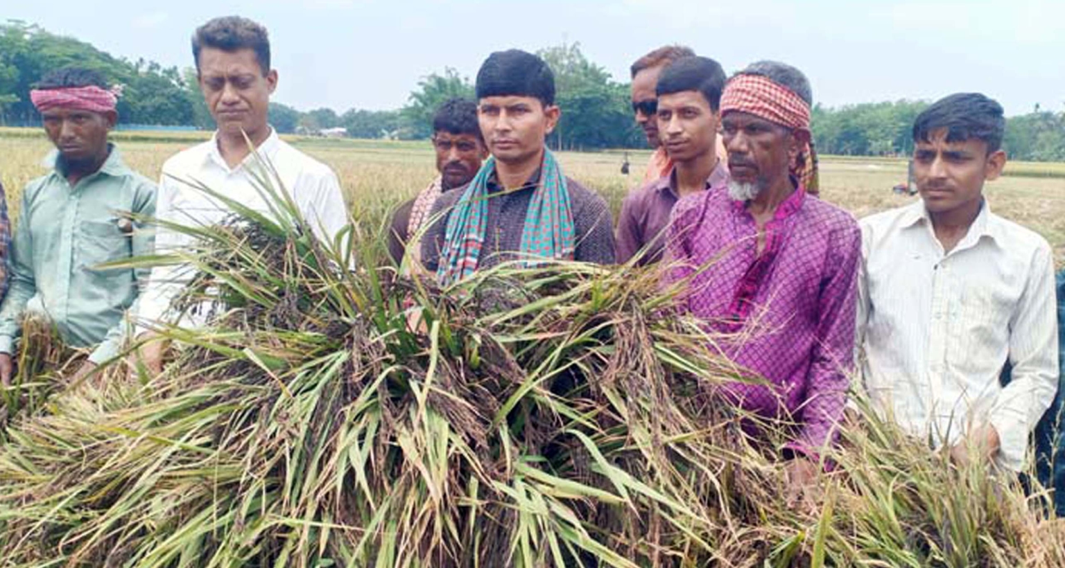 ভিয়েতনামী ব্ল্যাক রাইস