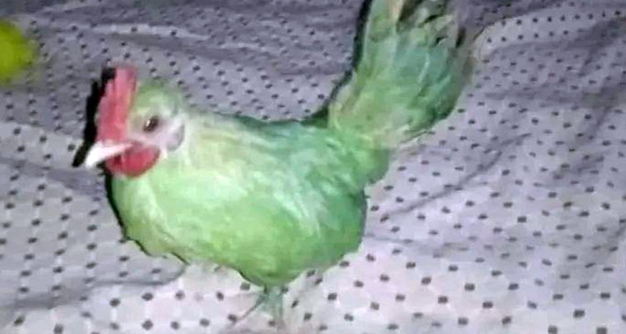 মুরগিকে টিয়া সাজিয়ে