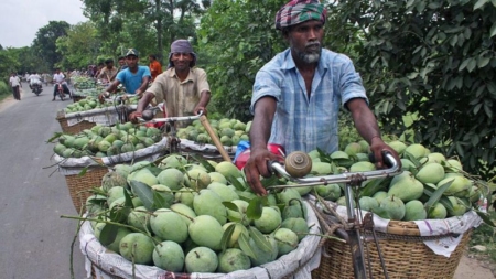 ম্যাঙ্গো ক্যালেন্ডার