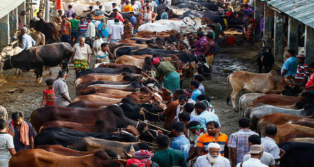 শেষ মুহূর্তে জমে উঠেছে রাজধানীর পশুর হাট