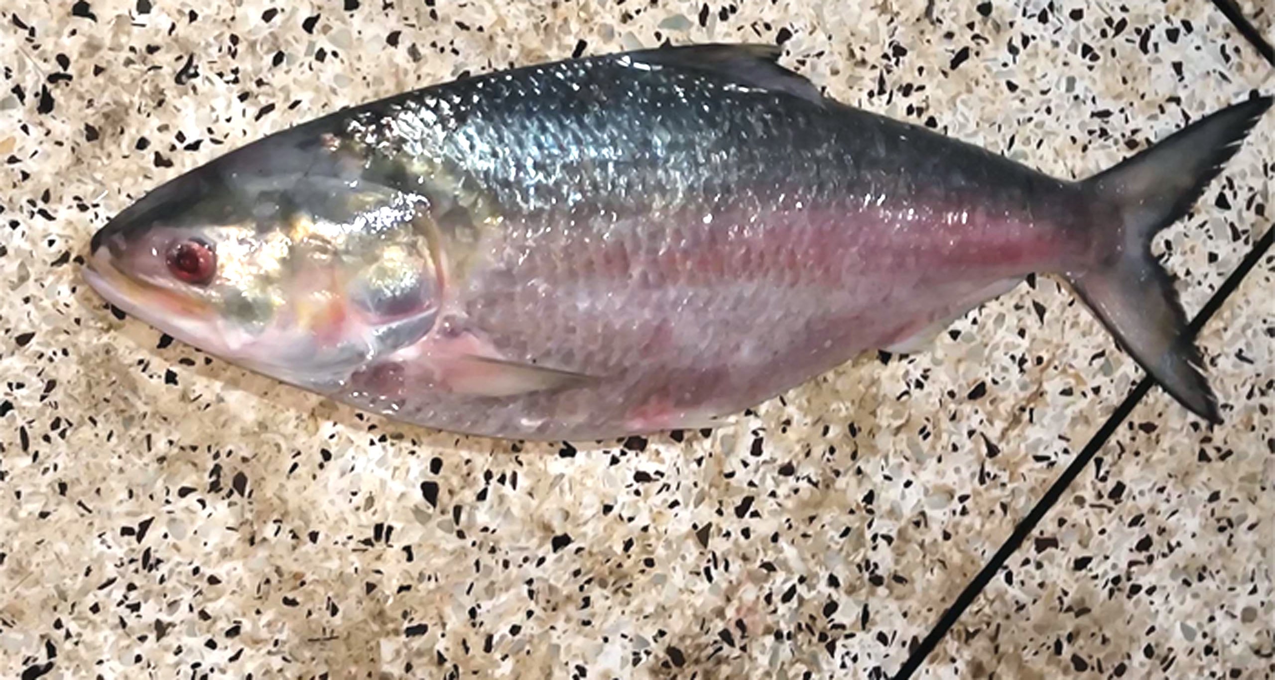 ইলিশ বিক্রি