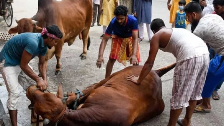 পশু কোরবানি