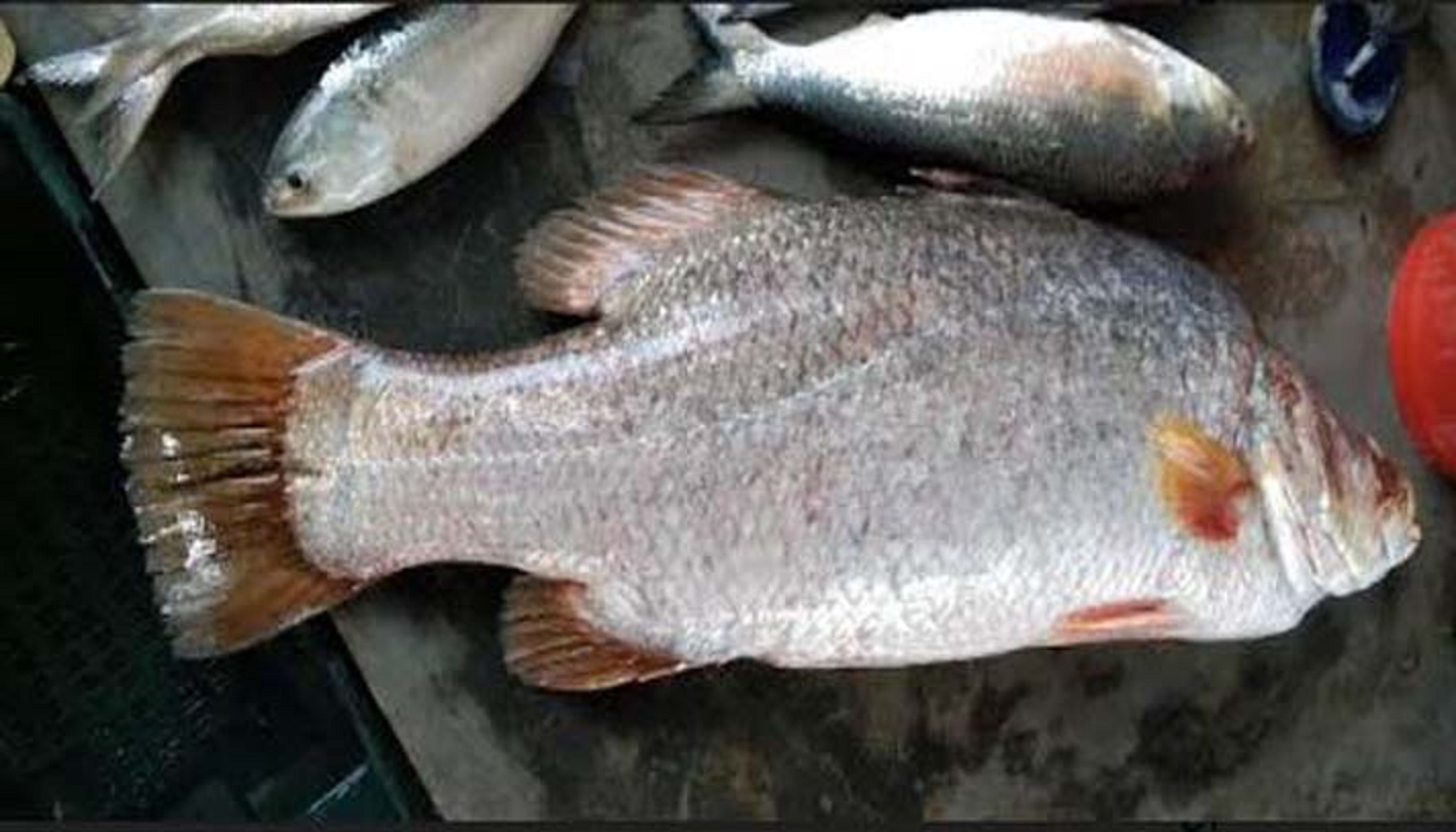 ১৬ কেজির কোরাল